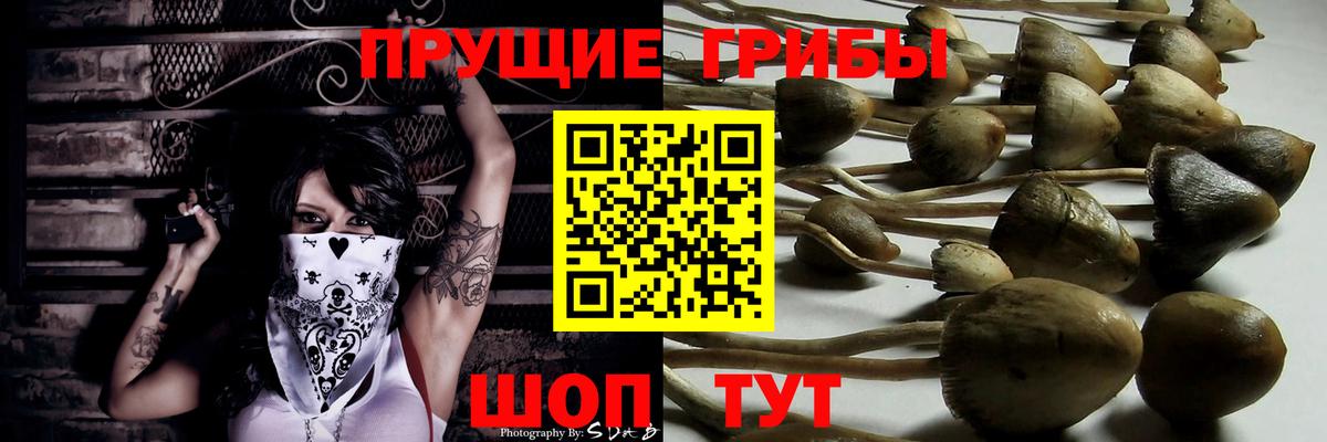 Псилоцибиновые грибы Psilocybine cubensis Петропавловск-Камчатский